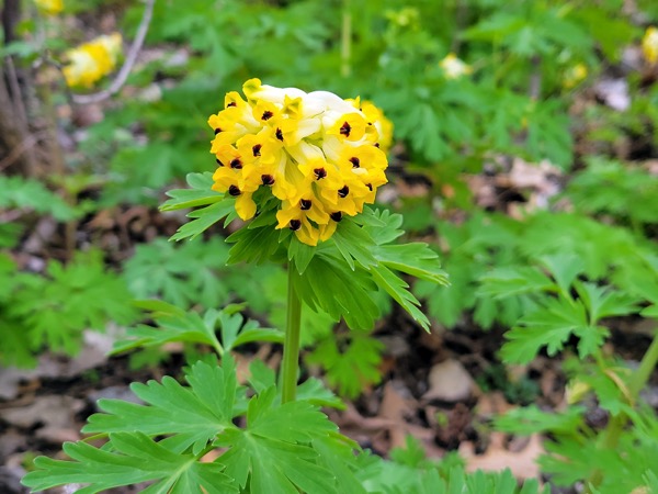 Sibirischer Lerchensporn (Corydalis nobilis)​