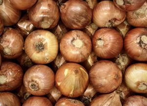 Falscher Mehltau der Zwiebelgewächse überwintert symptomlos in der Zwiebel