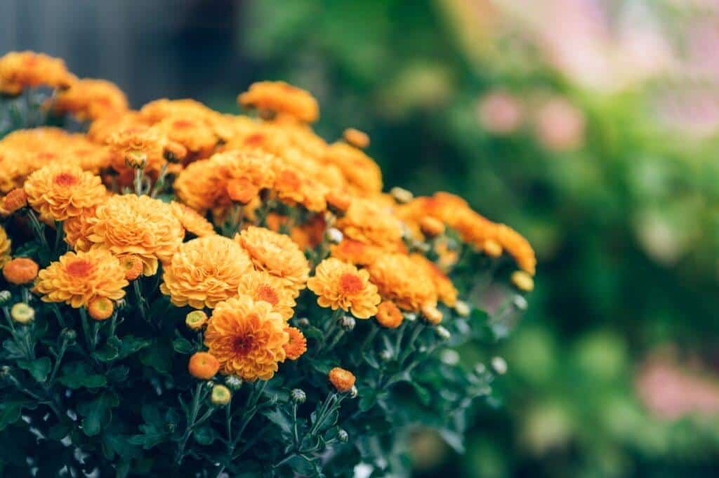 Das Tomatenbronzevirus kann auch Chrysanthemen befallen