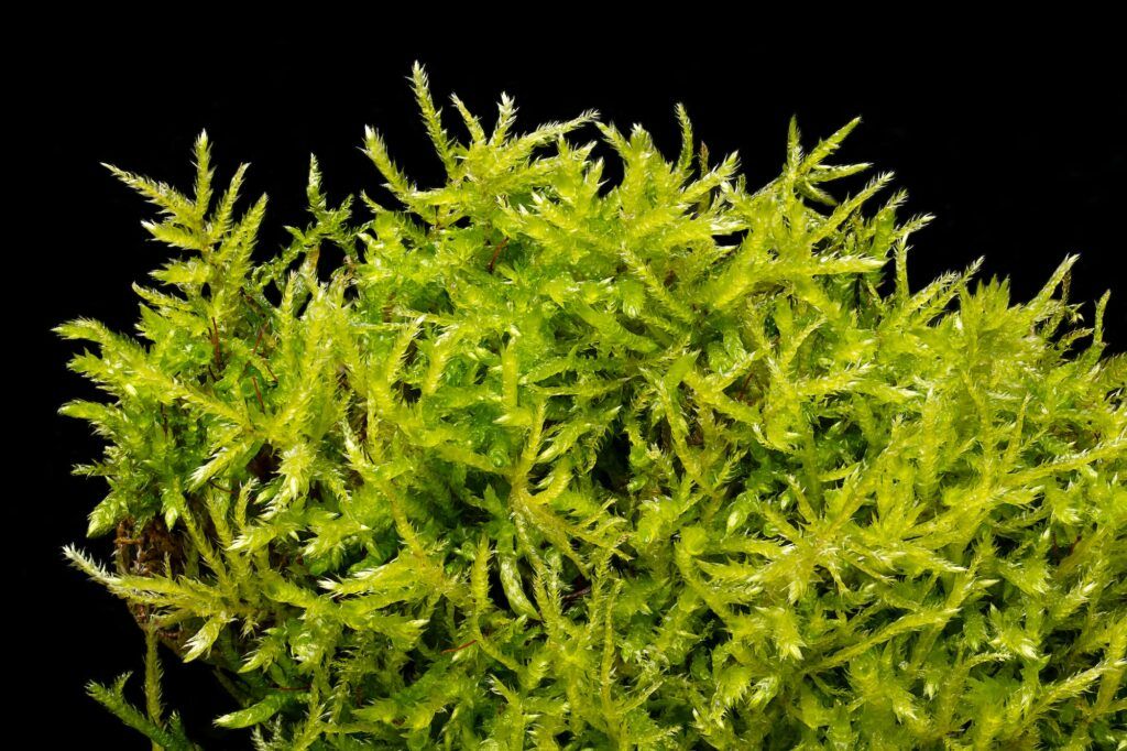 Torfmoos - sphagnum