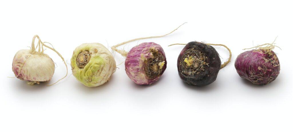 Peruanische Maca - Lepidium meyenii