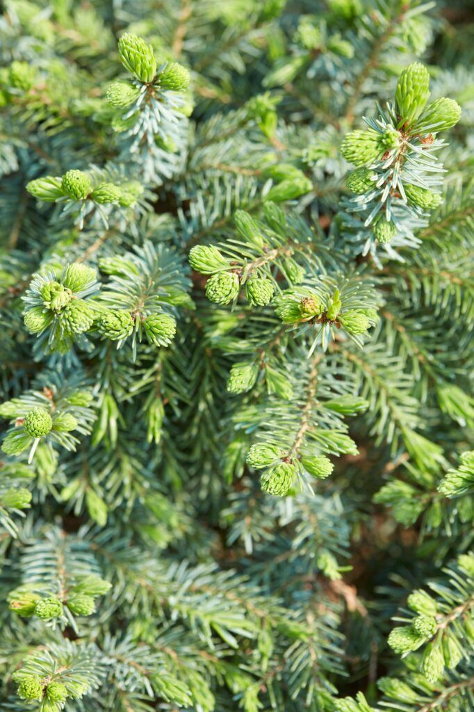 Gemeine Fichte - Picea abies