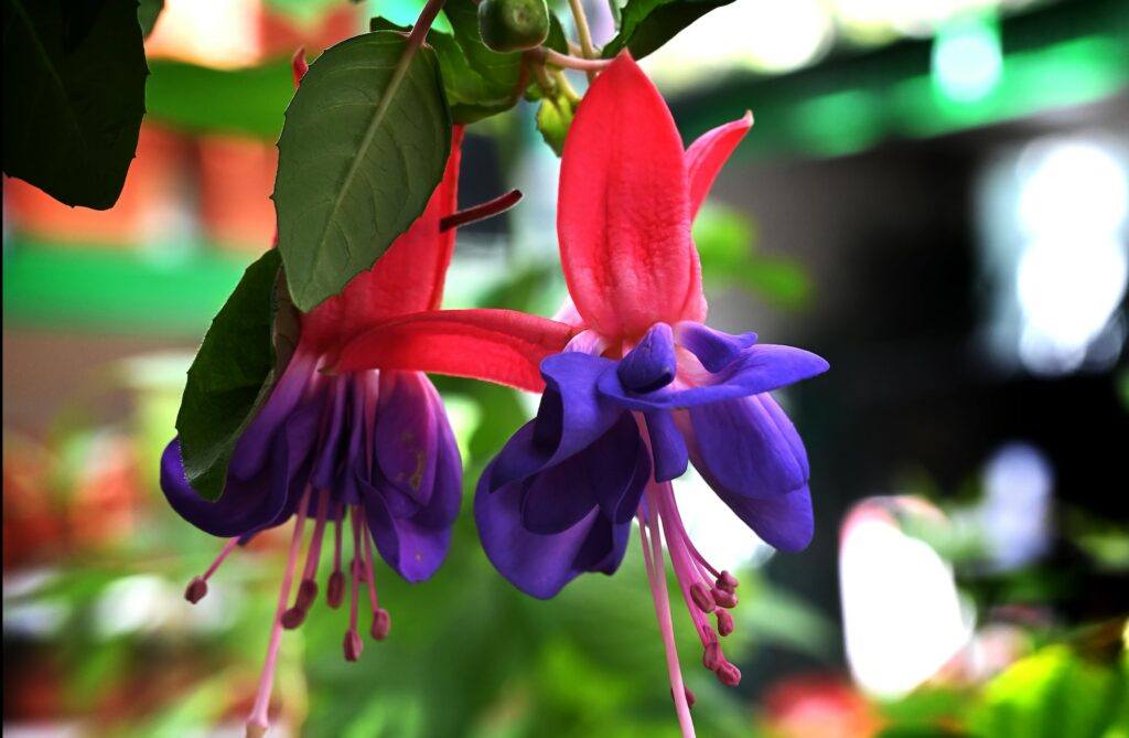 Fuchsie – Blütendetail