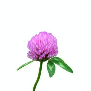 Freigestellte rosa Blüte des Rotklees (Trifolium pratense) mit Blättern vor weißem Hintergrund
