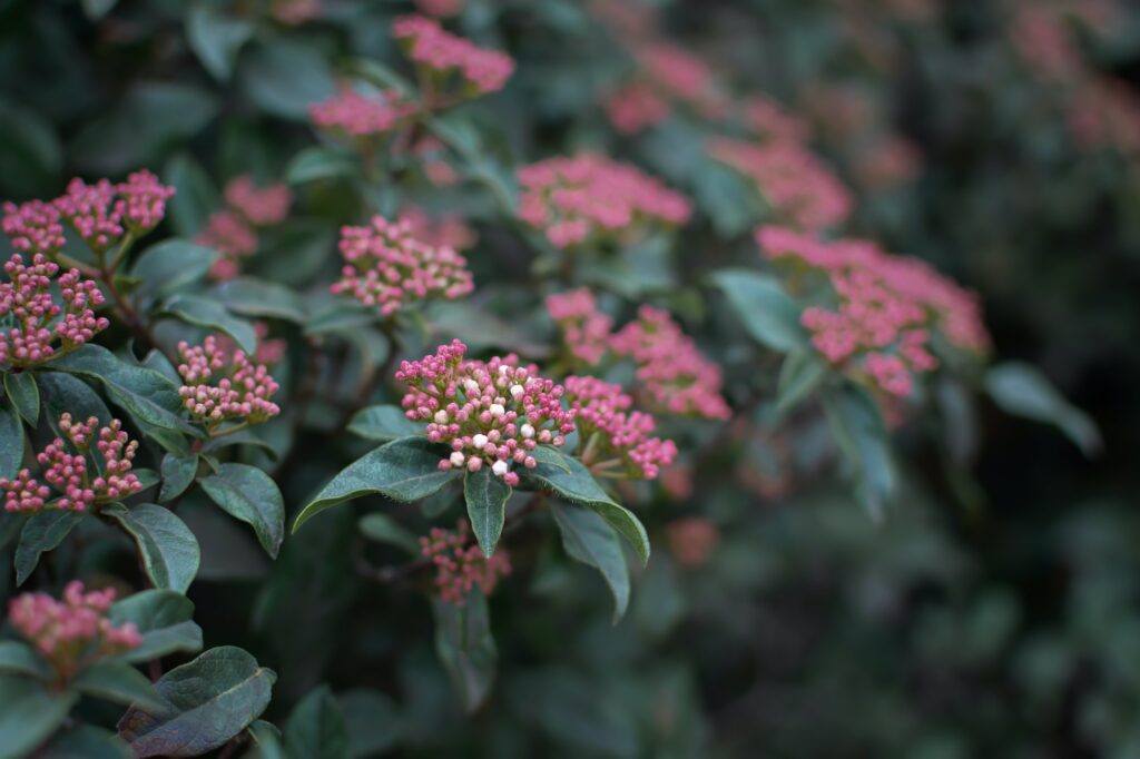 Lorbeer-Schneeball - Viburnum tinus