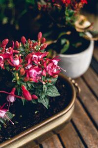 Fuchsie