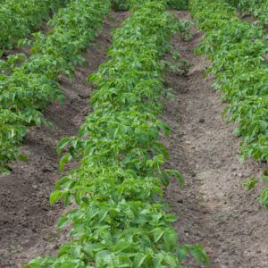 Fusarium-Fäule der Kartoffeln verbreitet sich ausschließlich auf Kartoffeln