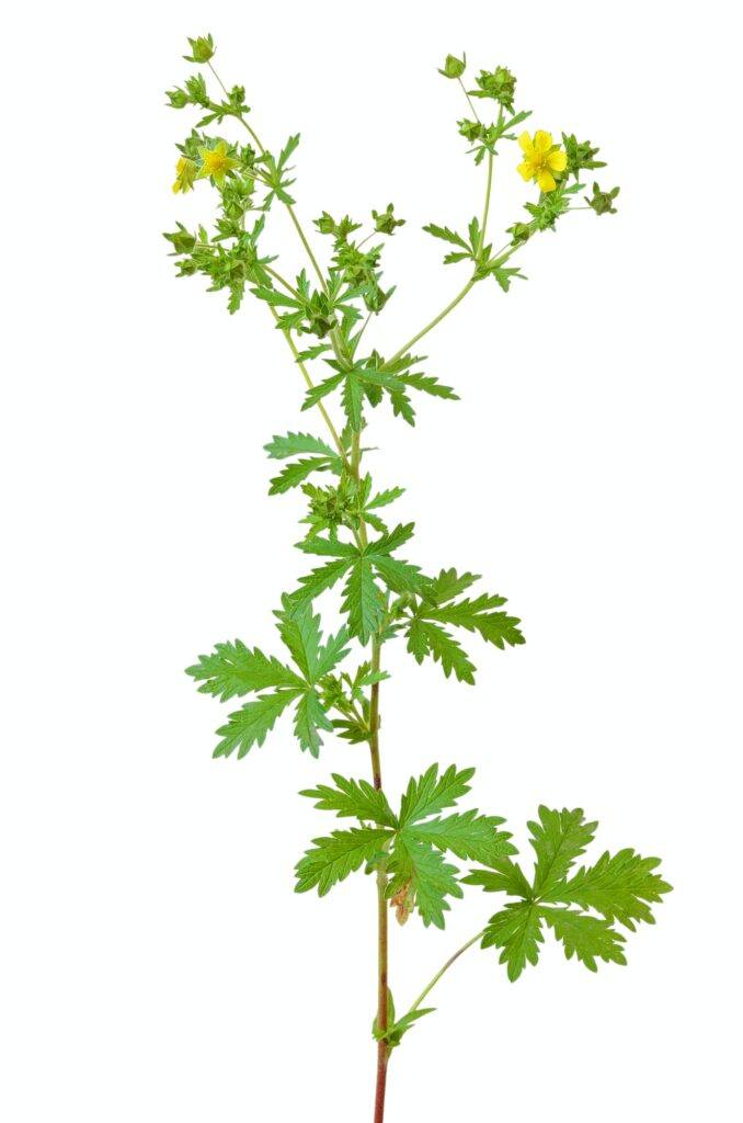 Blutwurz - Potentilla erecta