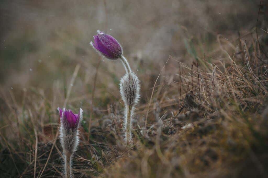 Steingarten-Kuhschelle