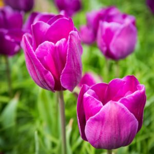 Violette Tulpen