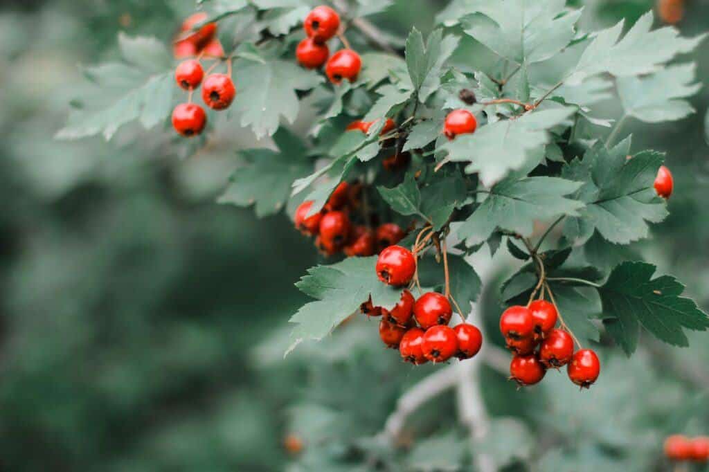 Eingriffeliger Weißdorn - Crataegus monogyna