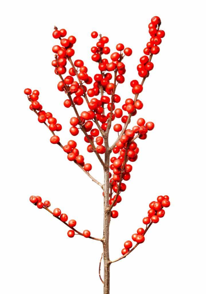 Red holly berries