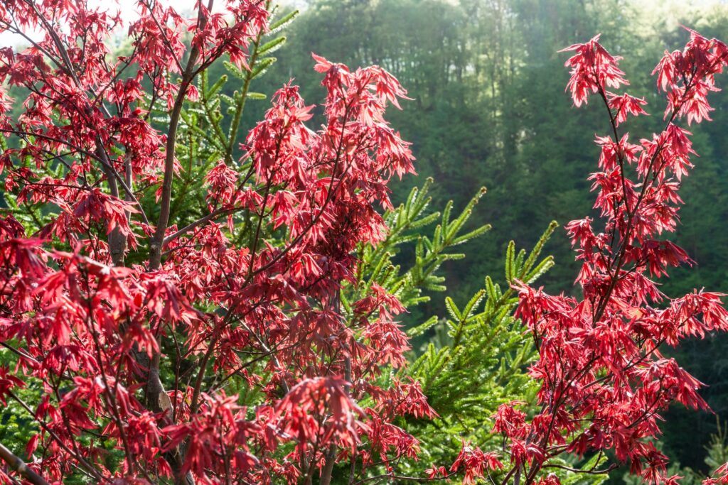 Roter Ahorn - Acer rubrum