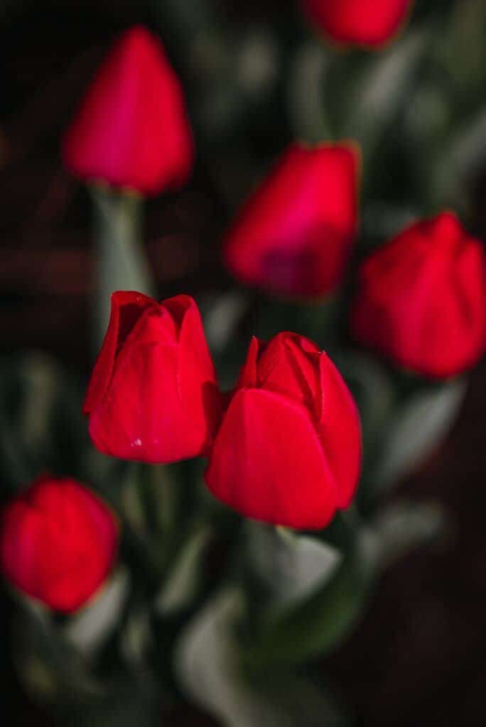 Rote Tulpen im Garten