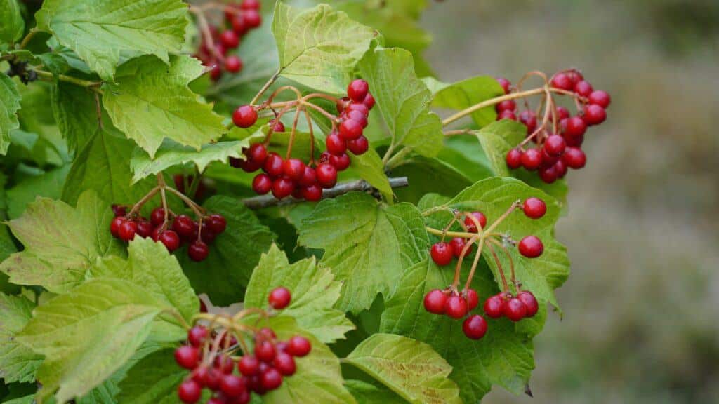Gewöhnlicher Schneeball - Viburnum opulus