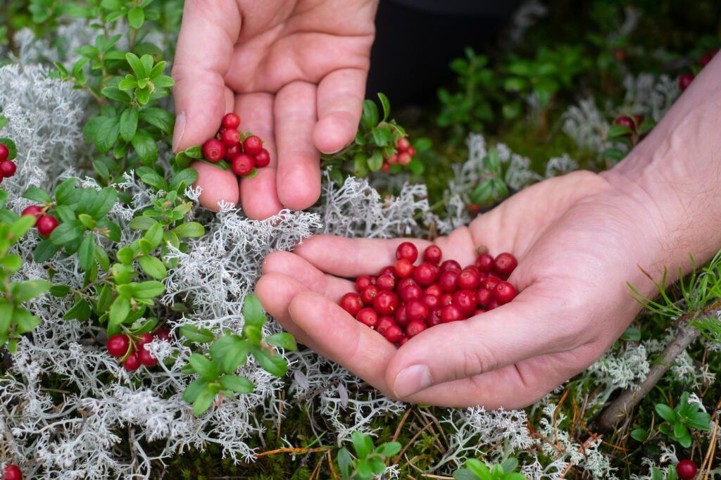Preiselbeeren Anbau