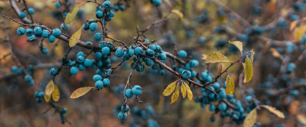Schlehe - Prunus spinosa