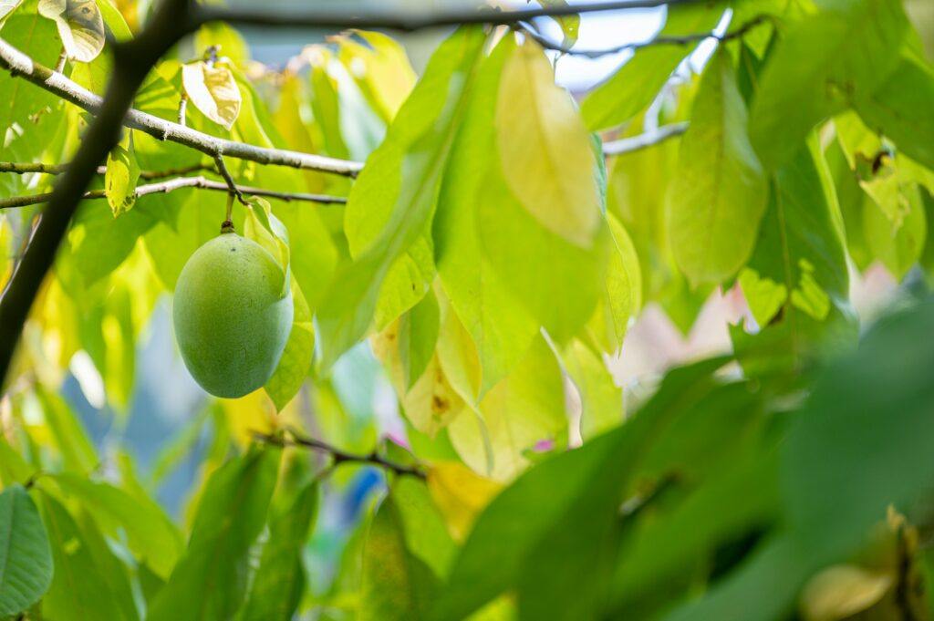 Pawpaw - Asimina triloba