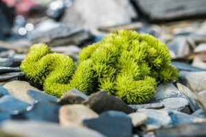 Kleiner Steingarten aus Sukkulenten