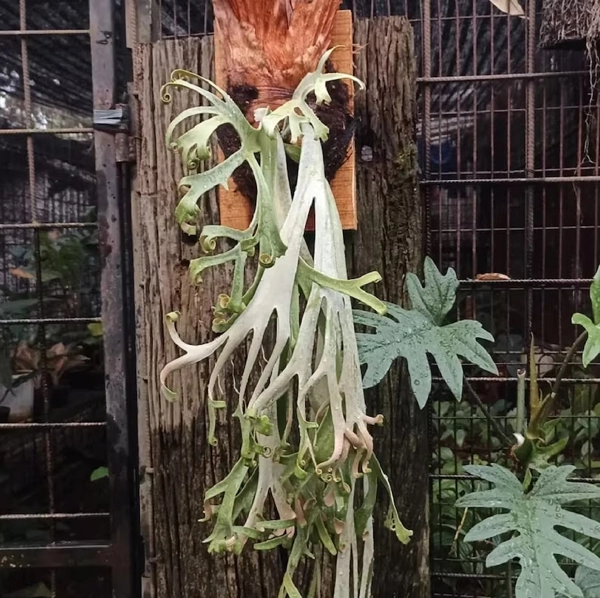 Geweihfarn (Platycerium willinckii)​