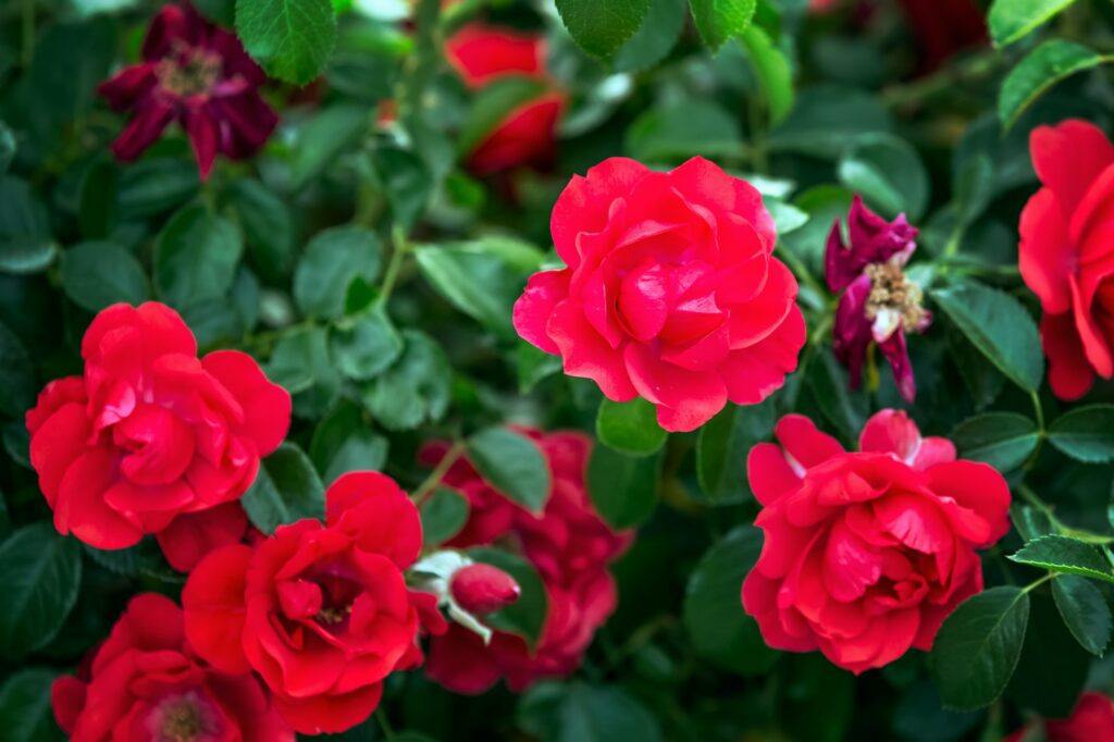 Bakterieller Blattfleck der Rosen – resistente Sorten