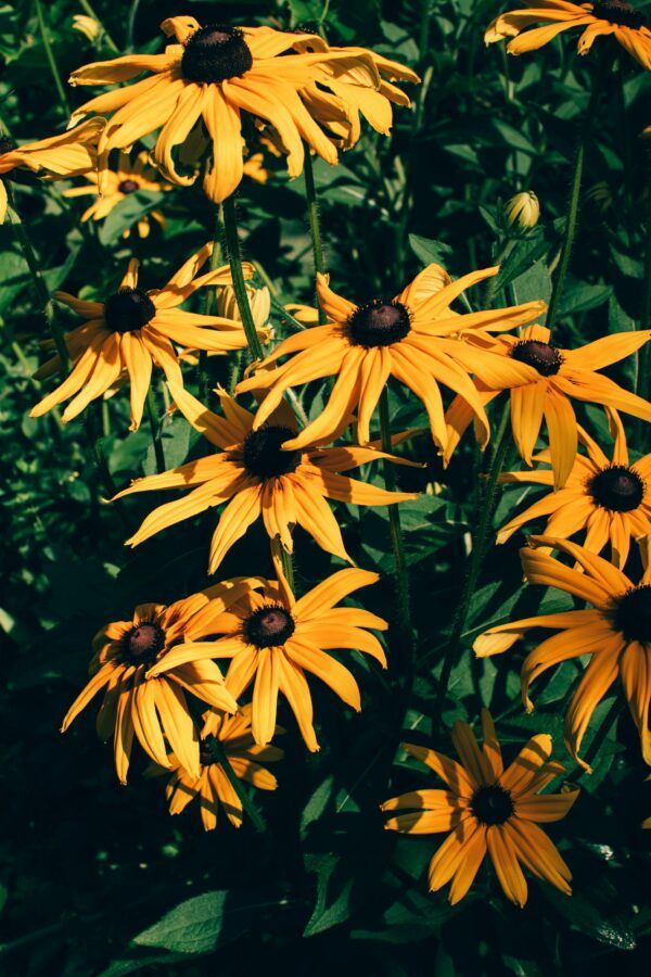 Rudbeckia Goldsturm mit satt gelben Blüten und dunkler Mitte
