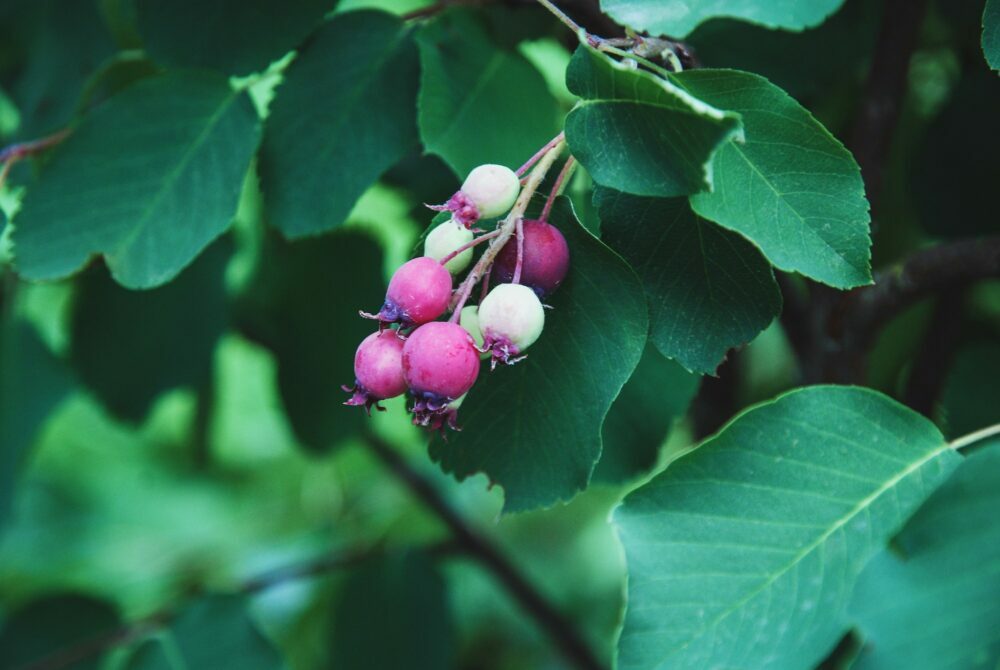 Reifende rosa, rote und cremefarbene Früchte der Erlenblättrigen Felsenbirne (Amelanchier alnifolia) am Zweig zwischen grünen Blättern