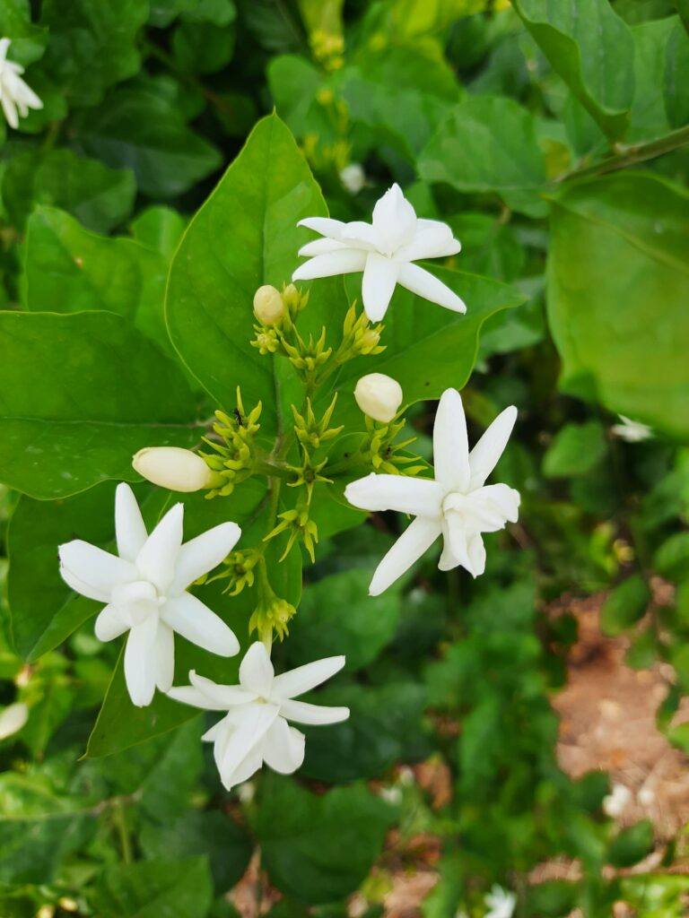 Arabischer Jasmin - Jasminum sambac