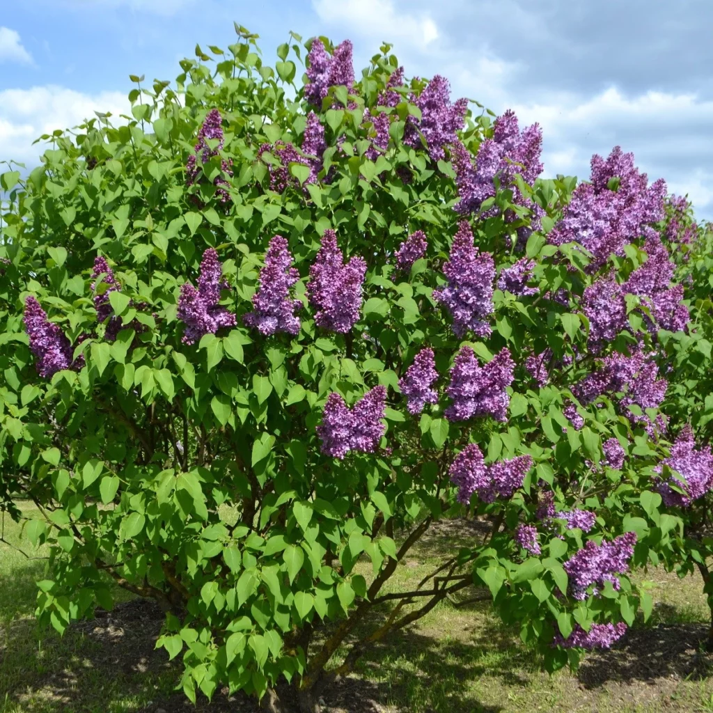 Gemeiner Flieder (Syringa vulgaris)​