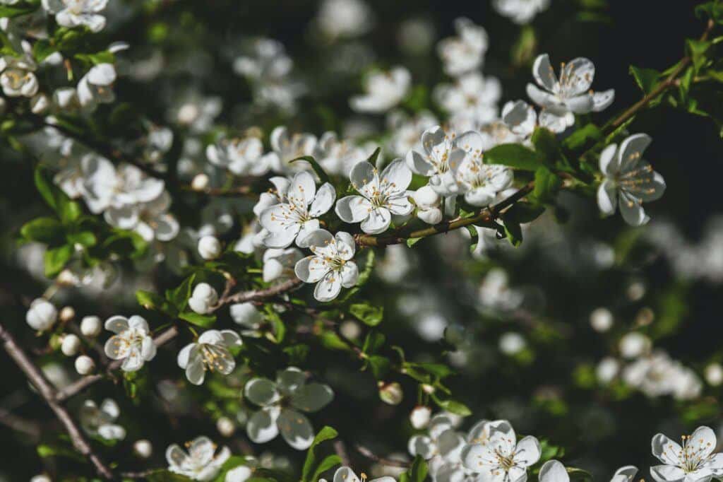 Gewöhnliche Schlehe blühend - Prunus spinosa
