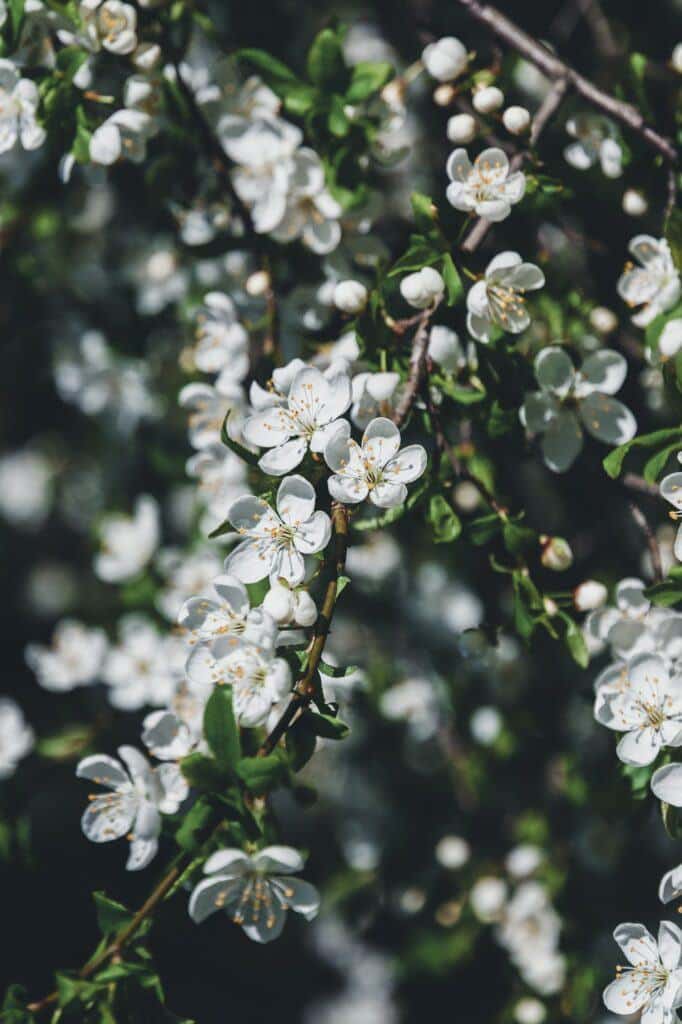 Schlehdorn Blüten - Prunus spinosa