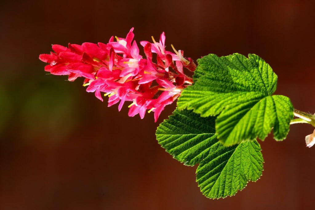 Blutjohannisbeere - Ribes sanguineum