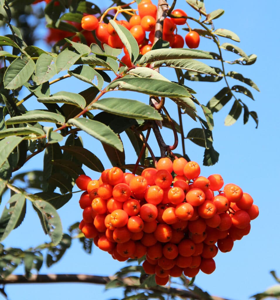 Essbare Eberesche (Sorbus aucuparia var. edulis)​