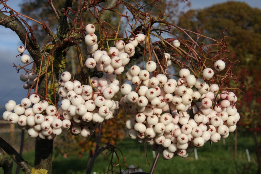 Kaschmirische Eberesche (Sorbus cashmiriana)​