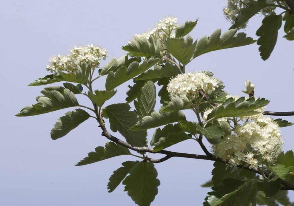 Schwedische Mehlbeere (Sorbus intermedia)​