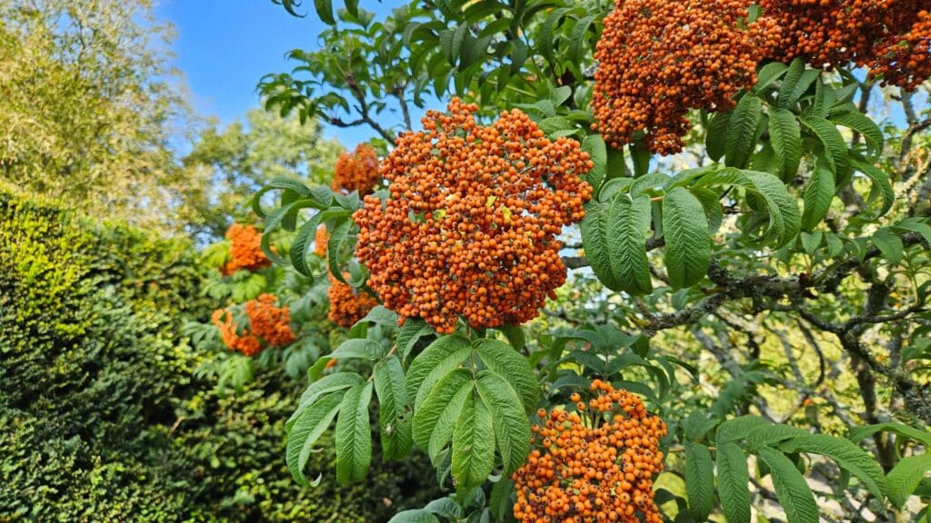 Sargent-Eberesche (Sorbus sargentiana)​