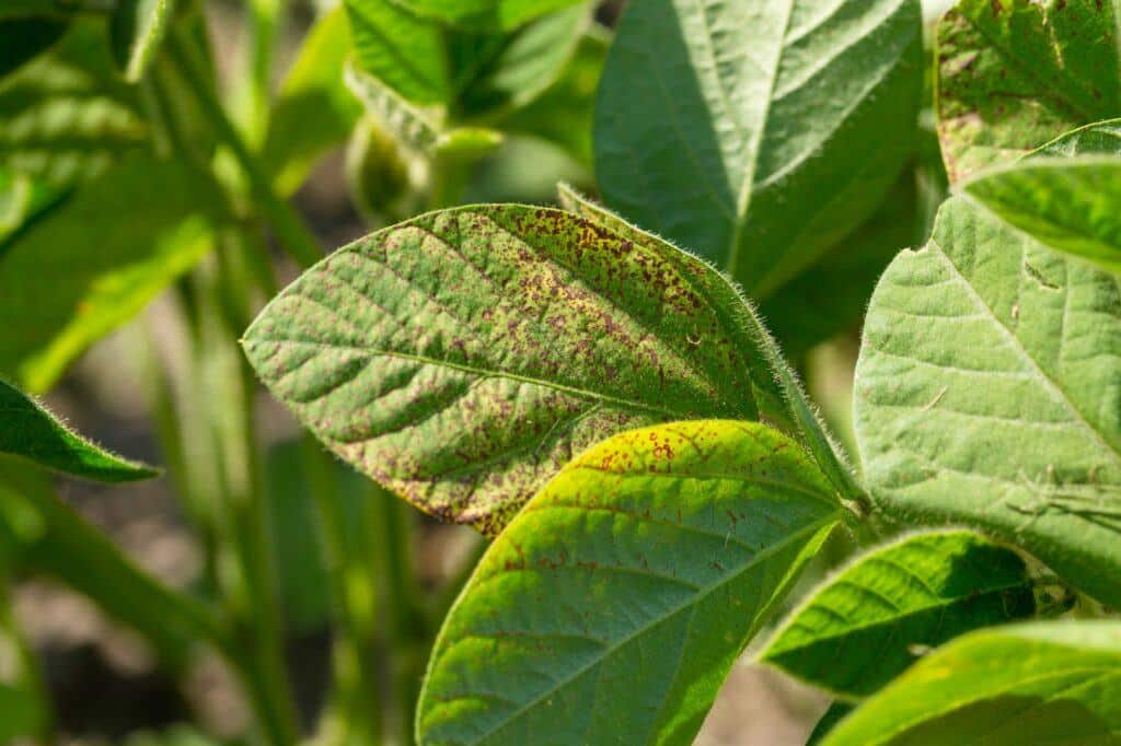 Symptome der Septoria-Blattfleckenkrankheit