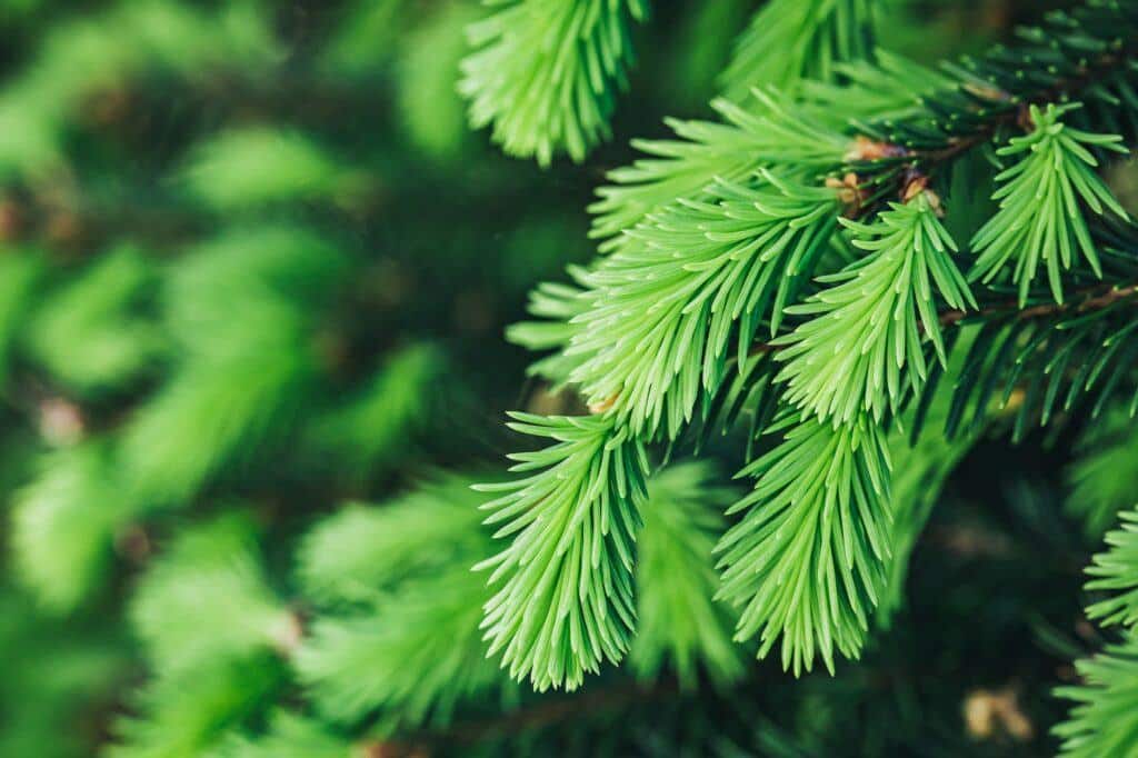 Junge Äste einer Fichte oder Tanne im Wald. Blühende Fichte im Frühling
