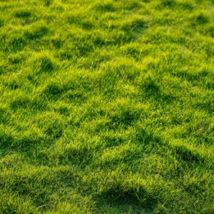 Hexenringe entstehen im Rasen