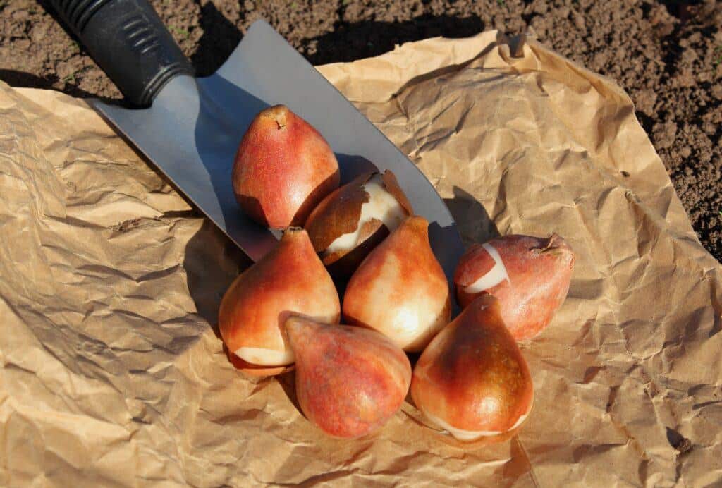 Tulpen Zwiebeln - Pflanzung