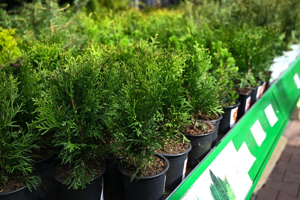 Thuja kaufen