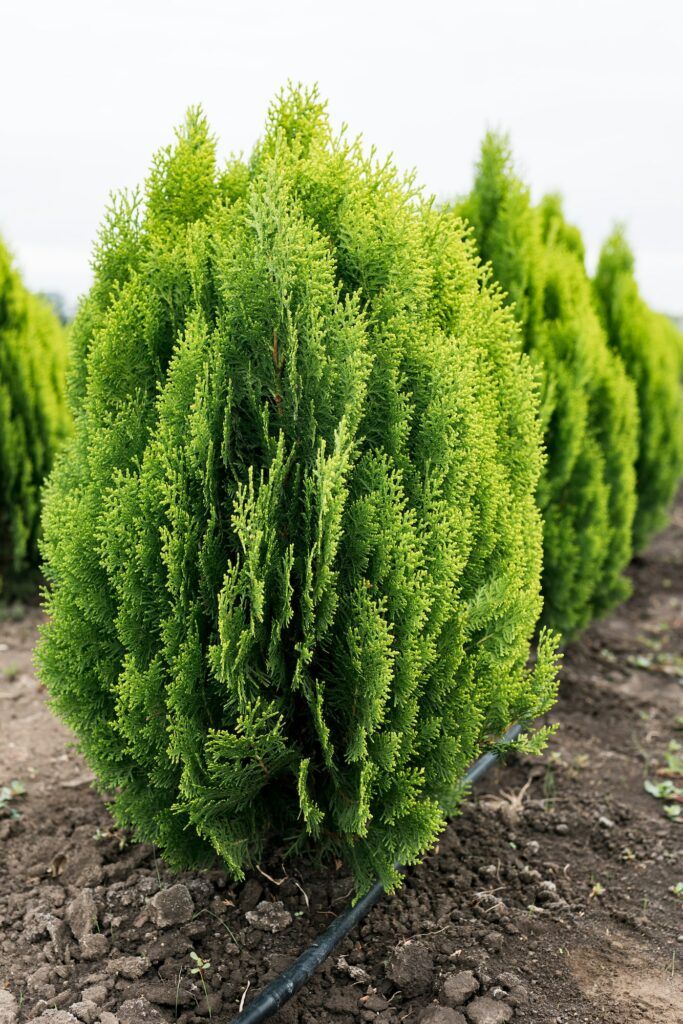 Thuja orientalis Aurea Nana Zwerg-Lebensbaum als immergrüner Baum mit ausgeprägtem Hauptstamm