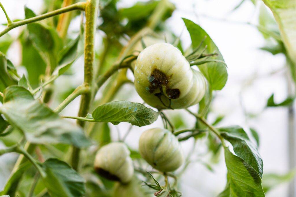 Halsfäule bei Tomaten