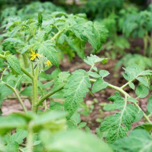Alternaria-Blattfleckenkrankheit der Tomate befällt hauptsächlich Tomaten