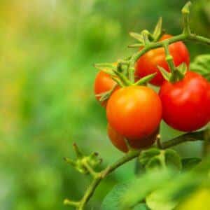Tomatenbronzfleckenvirus