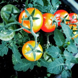 Tomatenschimmel