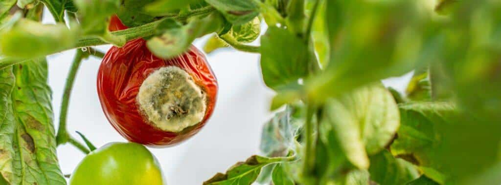 Tomatenschimmel