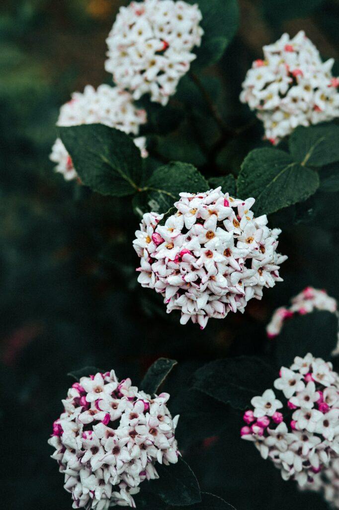 Koreanische Schneeball - Viburnum Carlesii
