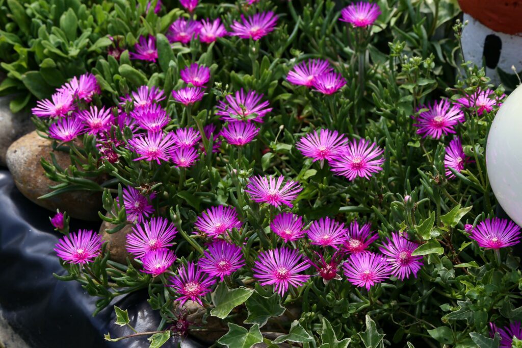 Tagetes - Steingartenpflanze für direkte Sonne