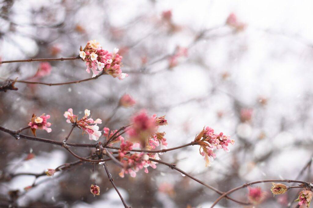 Bodnant-Schneeball - Viburnum × bodnantense